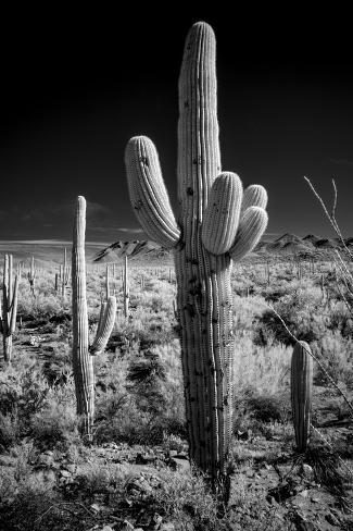 Photographic Print: USA, Arizona, Tucson, Saguaro National Park by Peter Hawkins: 12x8in