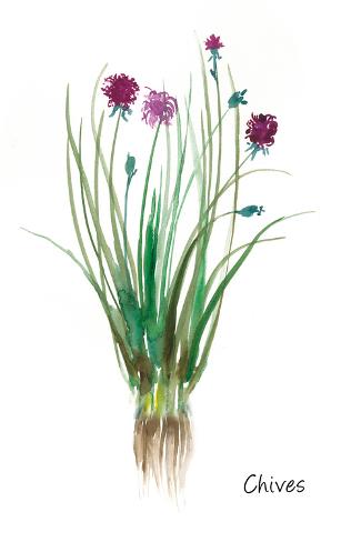 Art Print: Chives by Asia Jensen: 24x16in