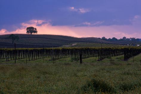 Photographic Print: Stormy Vineyard Scene, Central California, Paso Robles by Vincent James: 24x16in