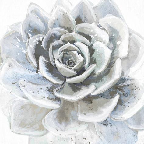 Giclee Print: Cereus Sempervivum by Tania Bello: 16x16in