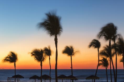 Photographic Print: Cuba, Varadero, Palm Trees on Varadero Beach at Sunset by Jane Sweeney: 24x16in