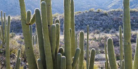 Photographic Print: Close-Up of Saguaro Cactus, Catalina State Park, Tucson, Arizona, Usa: 48x24in