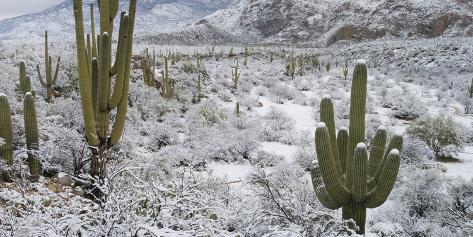 Photographic Print: Saguaro Cactus in a Desert after Snowstorm, Tucson, Arizona, Usa: 24x12in