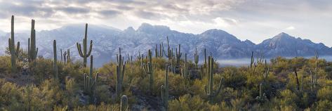 Photographic Print: Saguaro Cactus with Mountain Range in the Background, Santa Catalina Mountains: 24x8in