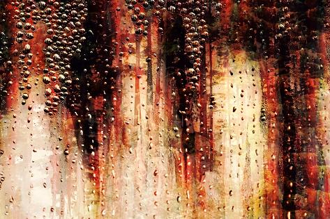 Photographic Print: Cedars in the Rain by Ursula Abresch: 24x16in