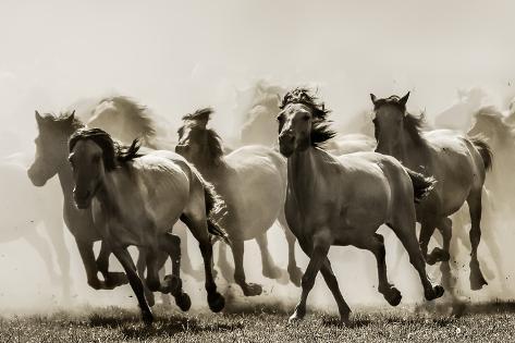 Photographic Print: Horse by Heidi Bartsch: 18x12in