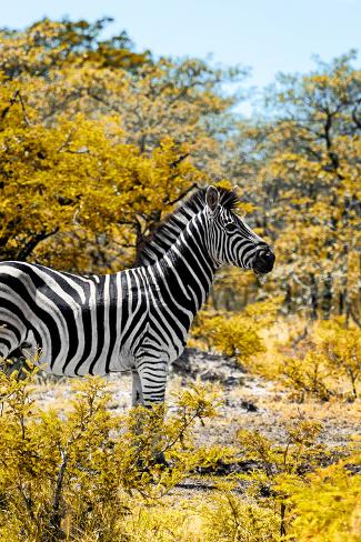 Photographic Print: Awesome South Africa Collection - Burchell's Zebra VII by Philippe Hugonnard: 18x12in