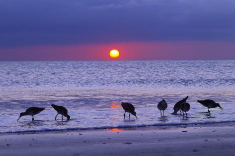 Photographic Print: Willets (Catoptrophorus Semipalmatus) Feeding at Sunset Gulf Coast, Florida, USA, March by Ernie Janes: 12x8in