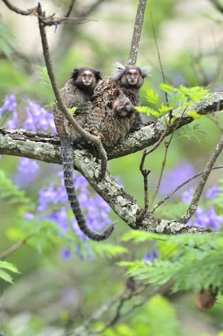 Photographic Print: Family of White-Tufted-Ear Marmosets (Callithrix Jacchus) with a Baby by Luiz Claudio Marigo: 24x16in