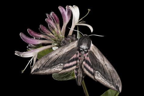 Photographic Print: Privet Hawkmoth (Sphinx Ligustri) Feeding on Honeysuckle Flowers at Night. Devon, UK. June by Alex Hyde: 24x16in