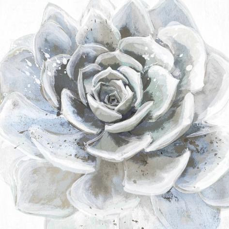 Art Print: Cereus Sempervivum by Tania Bello: 28x28in