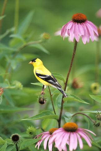 Photographic Print: American Goldfinch Male on Purple Coneflower, Marion County, Illinois by Richard and Susan Day: 24x16in