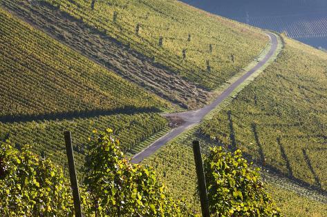 Photographic Print: Germany, Baden-Wurttemburg, Stuttgart-Uhlbach, Vineyards Above Unter-Turkheim in Fall by Walter Bibikow: 24x16in