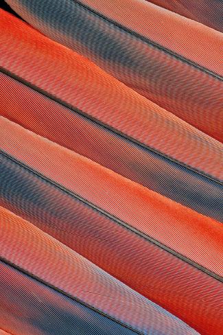 Photographic Print: Tail Feather Pattern Scarlet Macaw by Darrell Gulin: 24x16in