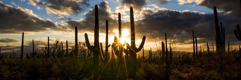 Photographic Print: USA, Arizona, Tucson, Saguaro National Park, Tucson Mountain District by Peter Hawkins: 36x12in