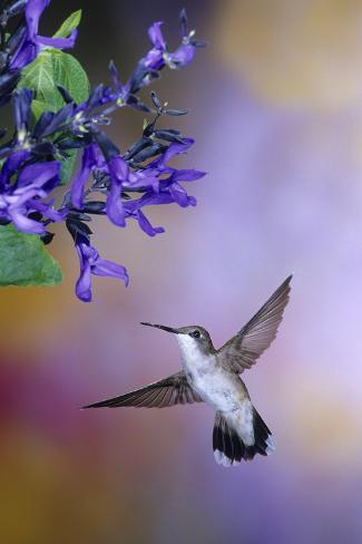 Photographic Print: Ruby-Throated Hummingbird on Black and Blue Salvia, Illinois by Richard and Susan Day: 24x16in