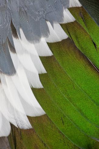 Photographic Print: Wings Fanned Out on Drake Northern Shoveler by Darrell Gulin: 24x16in