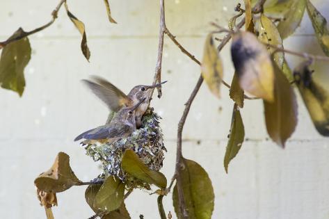 Photographic Print: Washington, Rufous Hummingbird Chicks in Nest Practice Flapping in Preparation of Fledging by Trish Drury: 24x16in