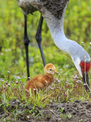 Photographic Print: Sandhill Crane with First Colt Out Foraging, Florida by Maresa Pryor: 24x18in