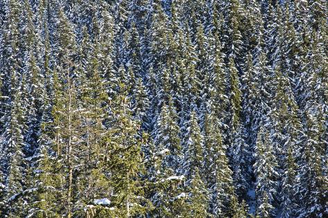 Photographic Print: Snowy Woods around Julierpass, Albula District, Canton of Graubunden, Switzerland, Europe by Roberto Moiola: 24x16in