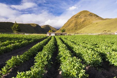 Photographic Print: Farmland at the Base of Illiniza Norte Volcano, Pichincha Province, Ecuador, South America by Matthew Williams-Ellis: 24x16in