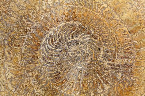 Photographic Print: San Miguel Fossils I by Kathy Mahan: 24x16in
