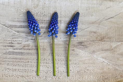 Photographic Print: Muscari, Grape Hyacinth, Blossoms, Spring Flower by Andrea Haase: 24x16in