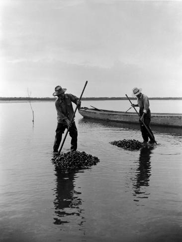 Photographic Print: Clamming in Chincoteague 1948 by A. Aubrey Bodine: 24x18in