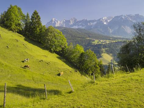 Photographic Print: Cow Pasture, Ennstal, Dachstein, Styria, Austria by Rainer Mirau: 24x18in