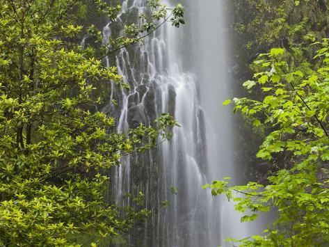 Photographic Print: Trees and Waterfall with Caldeirao Verde, Queimados, Madeira, Portugal by Rainer Mirau: 24x18in