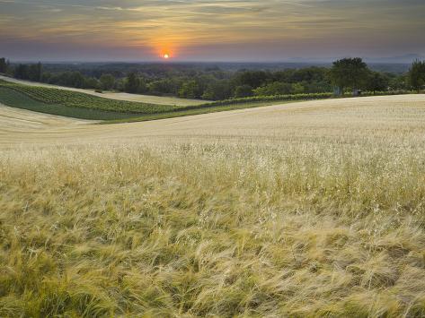 Photographic Print: Fields Near Angern an Der March, Marchfeld, Lower Austria, Austria by Rainer Mirau: 24x18in