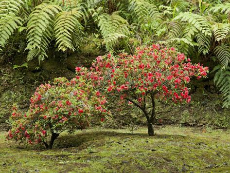 Photographic Print: Blossoming Shrubs, Caldeirao Verde, Queimados, Madeira, Portugal by Rainer Mirau: 24x18in