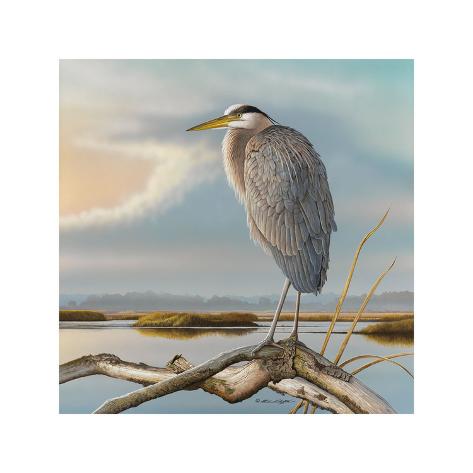 Giclee Print: Marsh Watch - Great Blue Heron by Richard Clifton: 16x16in