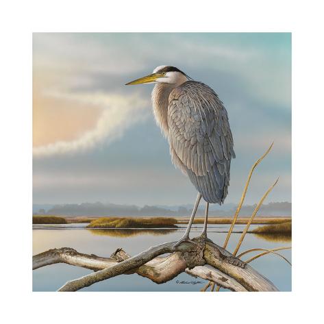 Giclee Print: Marsh Watch - Great Blue Heron by Richard Clifton: 20x20in