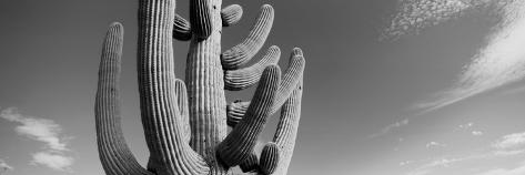 Photographic Print: Low Angle View of a Saguaro Cactus(Carnegiea Gigantea), Saguaro National Park, Tucson: 42x14in