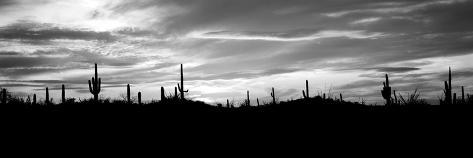 Photographic Print: Silhouette of Saguaro Cacti (Carnegiea Gigantea) on a Landscape, Saguaro National Park, Tucson: 42x14in