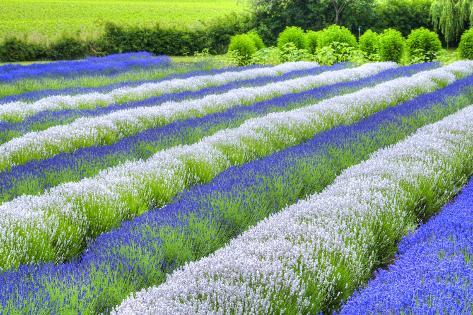 Photographic Print: Growing White and Blue Lavender (Lavandula), Sequim, Olympic Peninsula by Richard Maschmeyer: 24x16in
