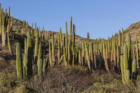 Photographic Print: Cardon Cactus (Pachycereus Pringlei), on Isla Santa Catalina, Baja California Sur by Michael Nolan: 24x16in