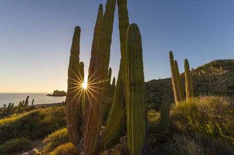 Photographic Print: Cardon Cactus (Pachycereus Pringlei) at Sunset on Isla Santa Catalina, Baja California Sur, Mexico by Michael Nolan: 24x16in