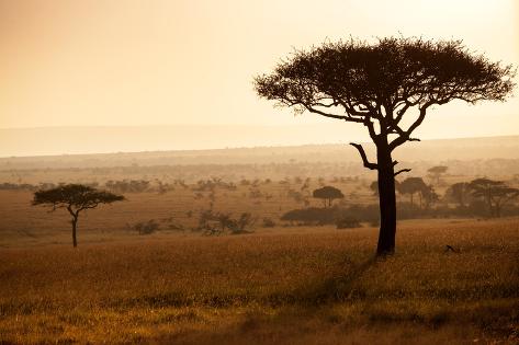 Photographic Print: Kenya, Mara North Conservancy. Mara North Landscape at Dawn. by Niels Van Gijn: 24x16in