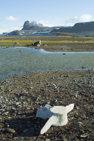 Photo: Whalebone, Aitcho Island, Antarctica by Natalie Tepper: 24x16in