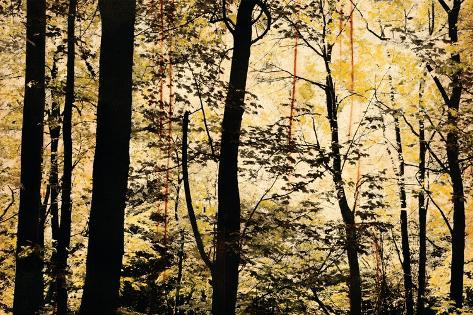 Art Print: Golden Wood by Lily Nicole: 24x16in