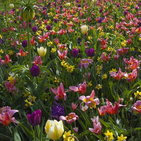 Photographic Print: Spring Flowerbed with Tulips, Daffodils and Hyacinth by Anna Miller: 16x16in