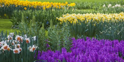 Photographic Print: Spring Flowerbeds with Daffodils and Hyacinth by Anna Miller: 24x12in