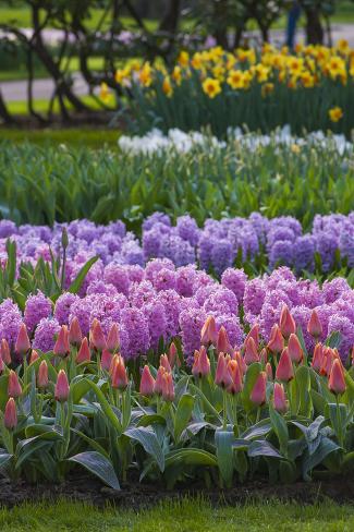 Photographic Print: Spring Flower Garden with Daffodils, Tulips and Hyacinth by Anna Miller: 18x12in