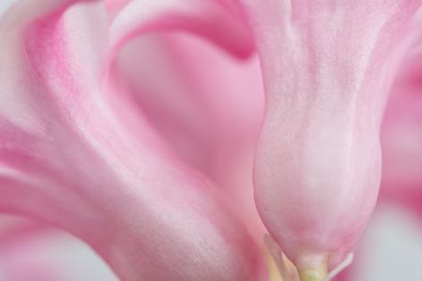 Photographic Print: Close Up Details of Petals to Hyacinth a Spring Flower by Yon Marsh: 24x16in