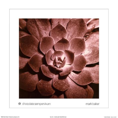 Art Print: Chocolate Sempervivum by Mark Baker: 13x13in