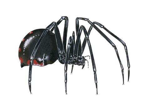 Art Print: Black Widow (Latrodectus), Spider, Arachnids by Encyclopaedia Britannica: 16x12in