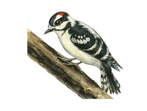 Art Print: Downy Woodpecker (Dendrocopus Pubescens), Birds by Encyclopaedia Britannica: 16x12in