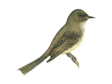 Art Print: Eastern Phoebe (Sayornis Phoebe), Birds by Encyclopaedia Britannica: 16x12in
